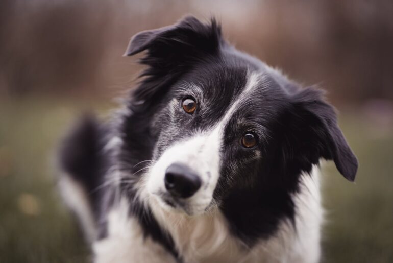 border collie temperament