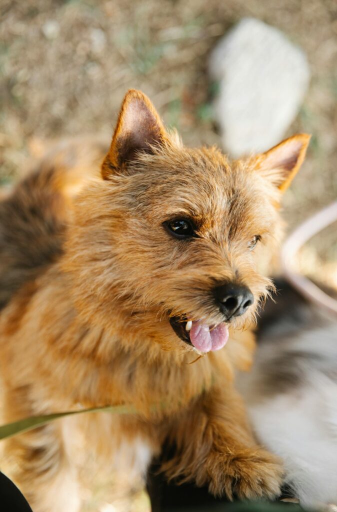norfolk terrier