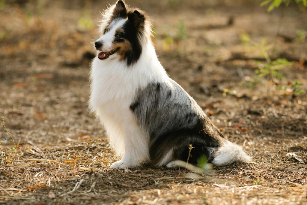 Shetland Sheepdog