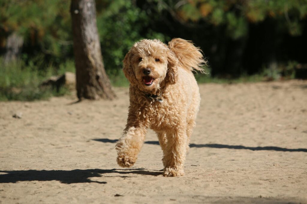 goldendoodle