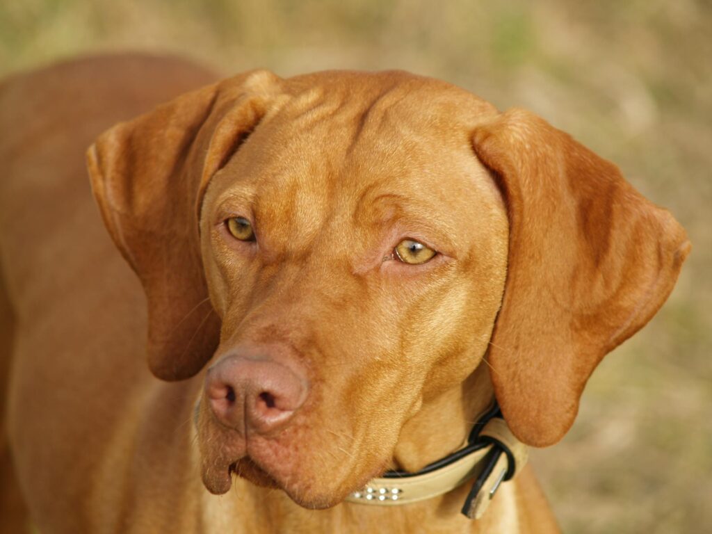 vizsla