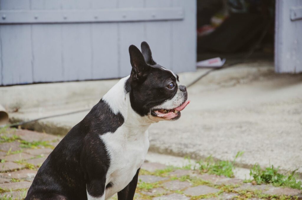 boston terrier