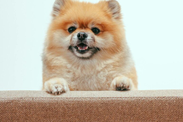 pomeranian temperament