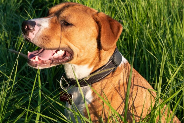 staffordshire bull terrier temperament