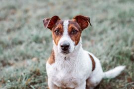 jack russell terrier temperament