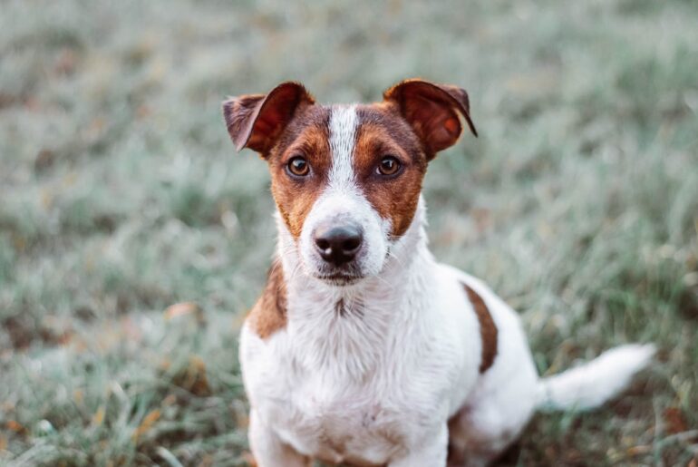 Sådan er Jack Russell Terriers temperament