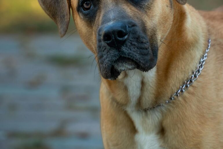 dogo canario temperament