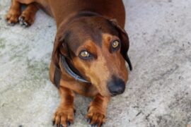 gravhund temperament