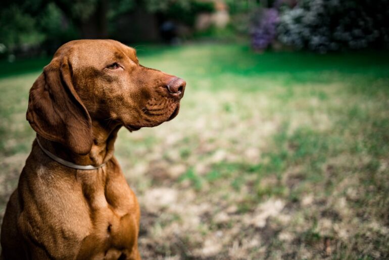 vizsla temperament