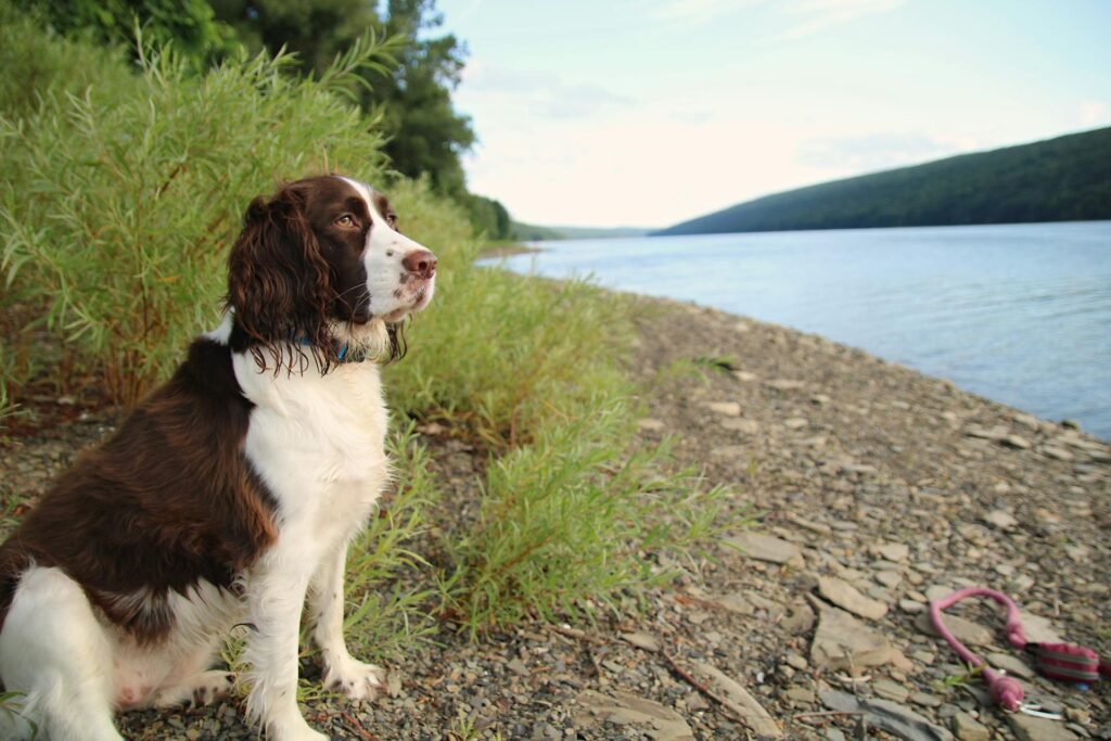 Springer Spaniel