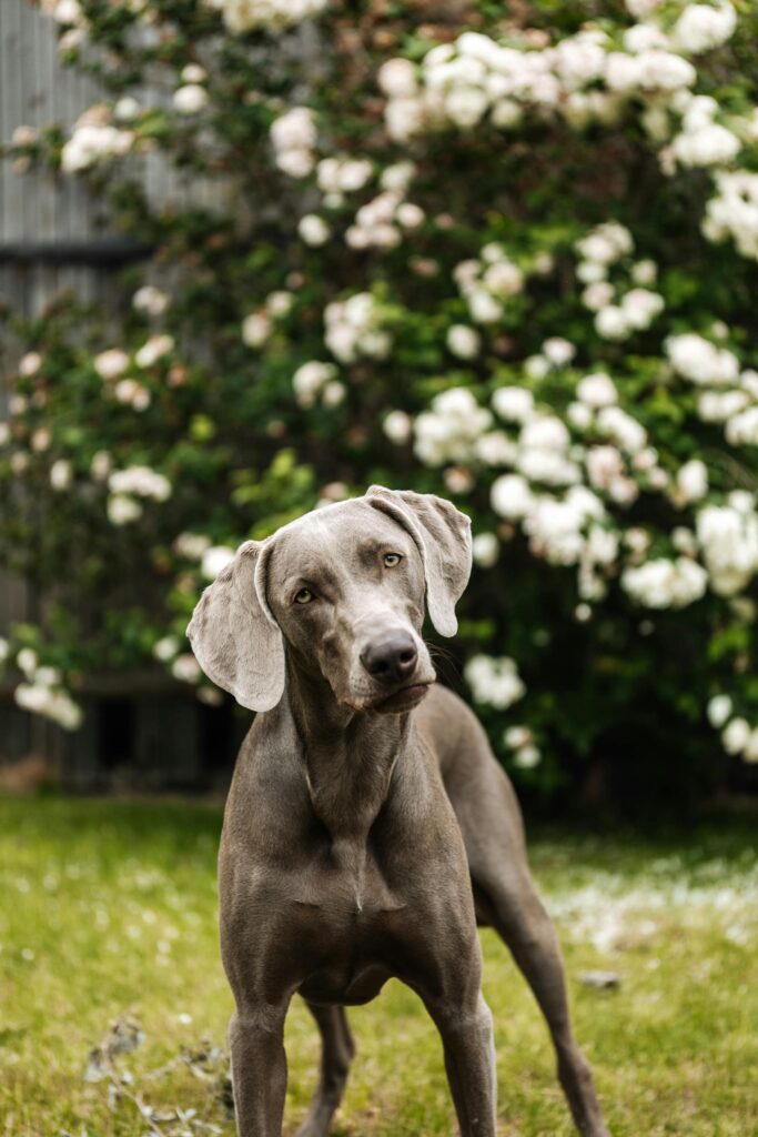 Weimaraner