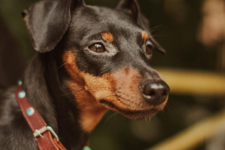 dværgpinscher temperament