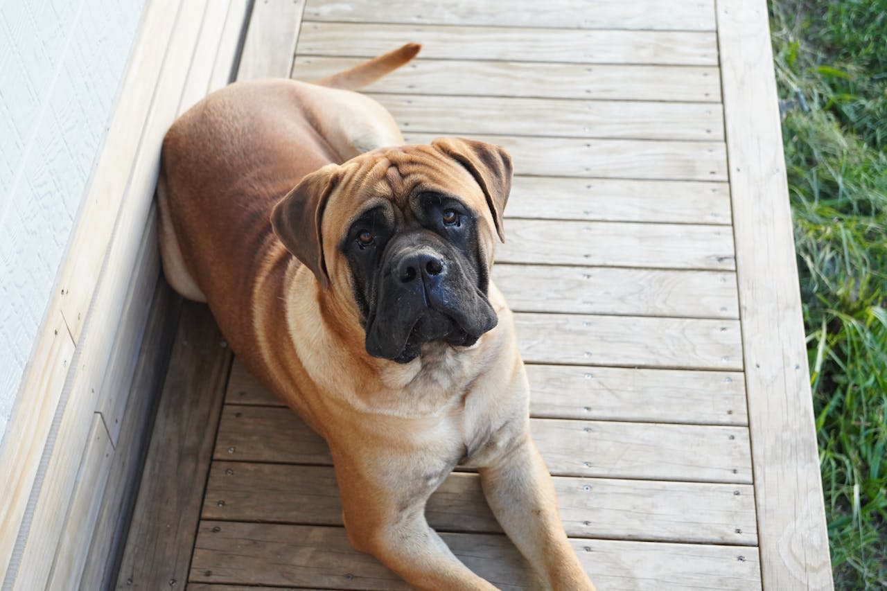 bullmastiff temperament