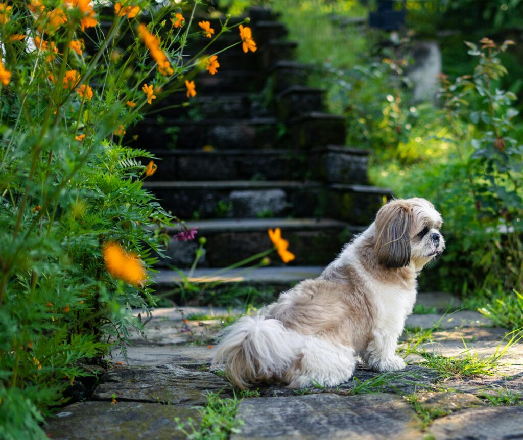 Shih Tzu