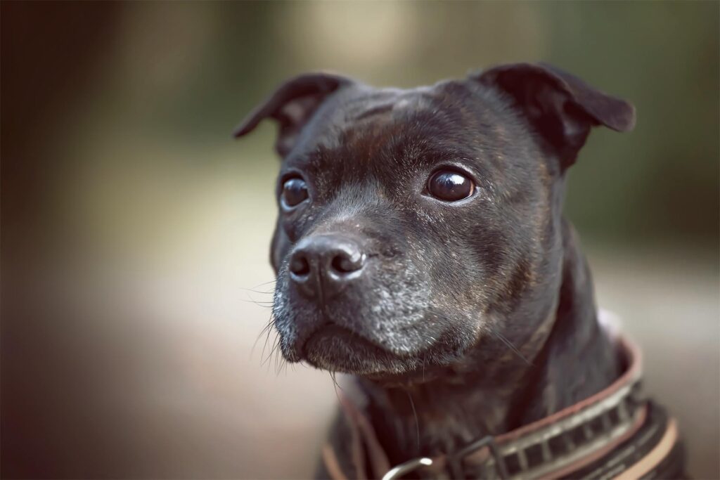 Staffordshire Bull Terrier