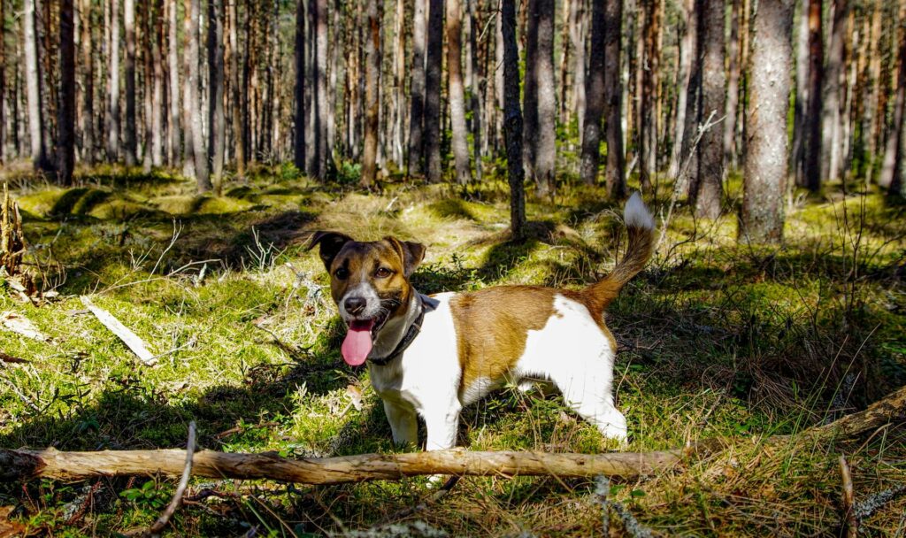 jack russell terrier