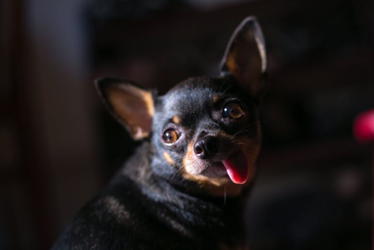 chihuahua temperament
