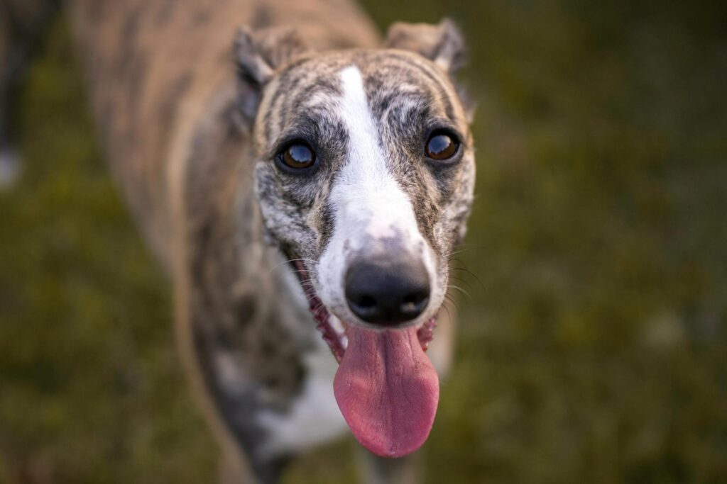 Whippet
