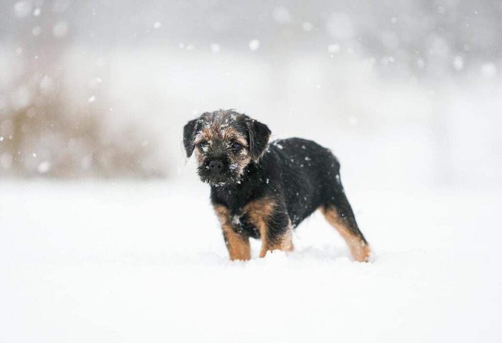 border terrier