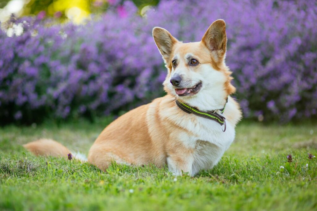 welsh Corgi Pembroke
