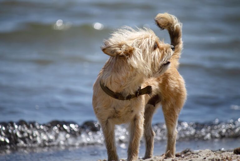 cairn terrier temperament