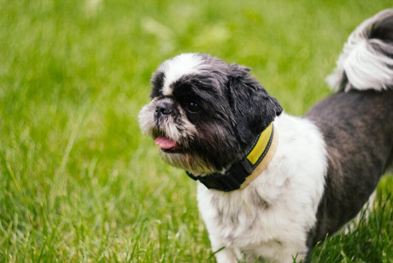 shih tzu temperament