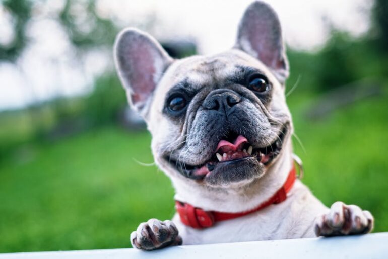 Happy French Bulldog with red collar enjoying a sunny day outdoors.