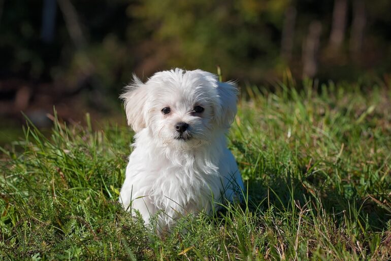 maltese, dog, puppy, small dog, white dog, young, pet, nature, animal, young dog, domestic dog, canine, mammal, cute, adorable, meadow, outdoors, portrait, animal portrait