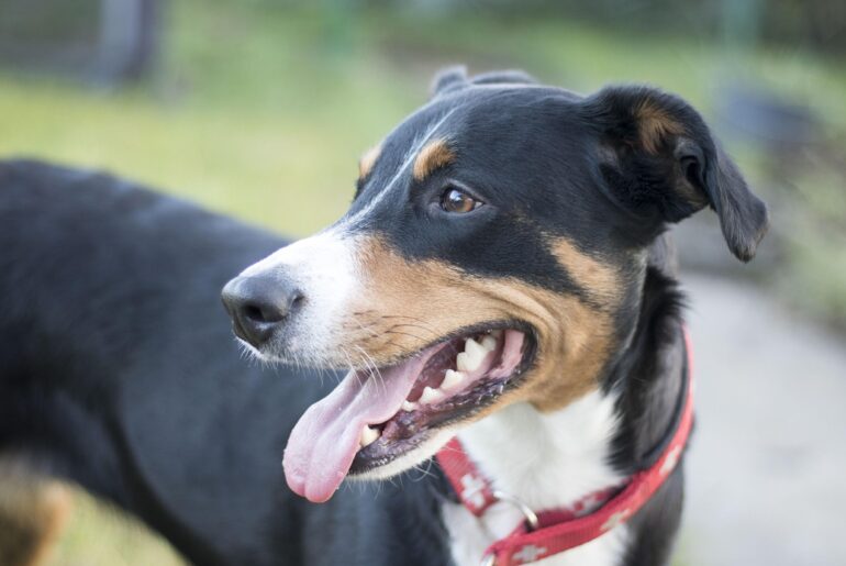 appenzeller sennenhund, sennenhund, schweizer hund, hund, appenzeller sennenhund, appenzeller sennenhund, appenzeller sennenhund, appenzeller sennenhund, appenzeller sennenhund, hund, hund, hund