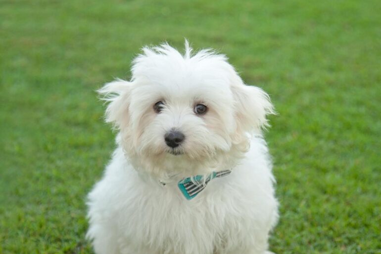 coton de tulear