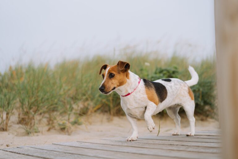 jack russell terrier