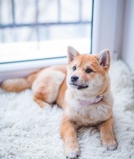 Cute Shiba Inu puppy resting on a soft white rug in a cozy indoor setting.