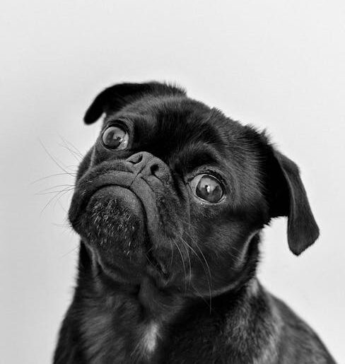 Captivating portrait of a black pug gazing curiously, captured in monochrome.