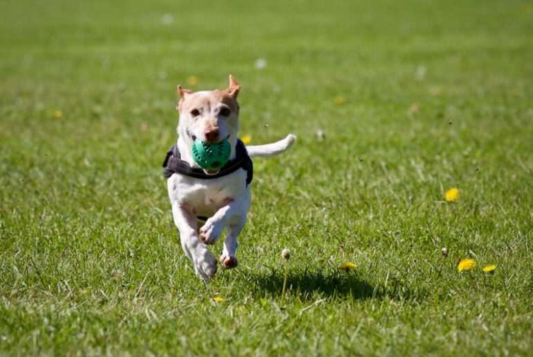 A cute dog joyfully running with a ball in a grassy field, exuding playful energy.
