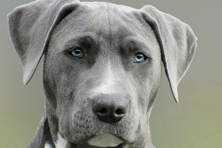 High-resolution close-up portrait of a gray dog with striking blue eyes, capturing elegant features.