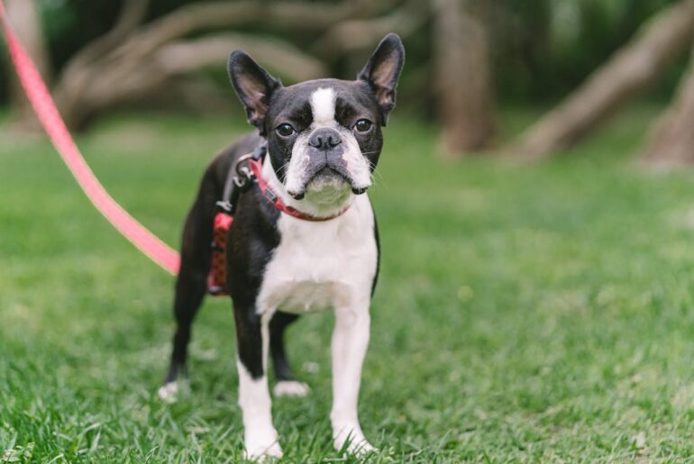 boston terrier